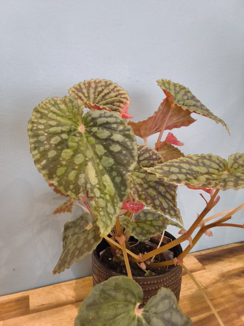BEGONIA CHLOROSTICTA