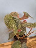 BEGONIA CHLOROSTICTA