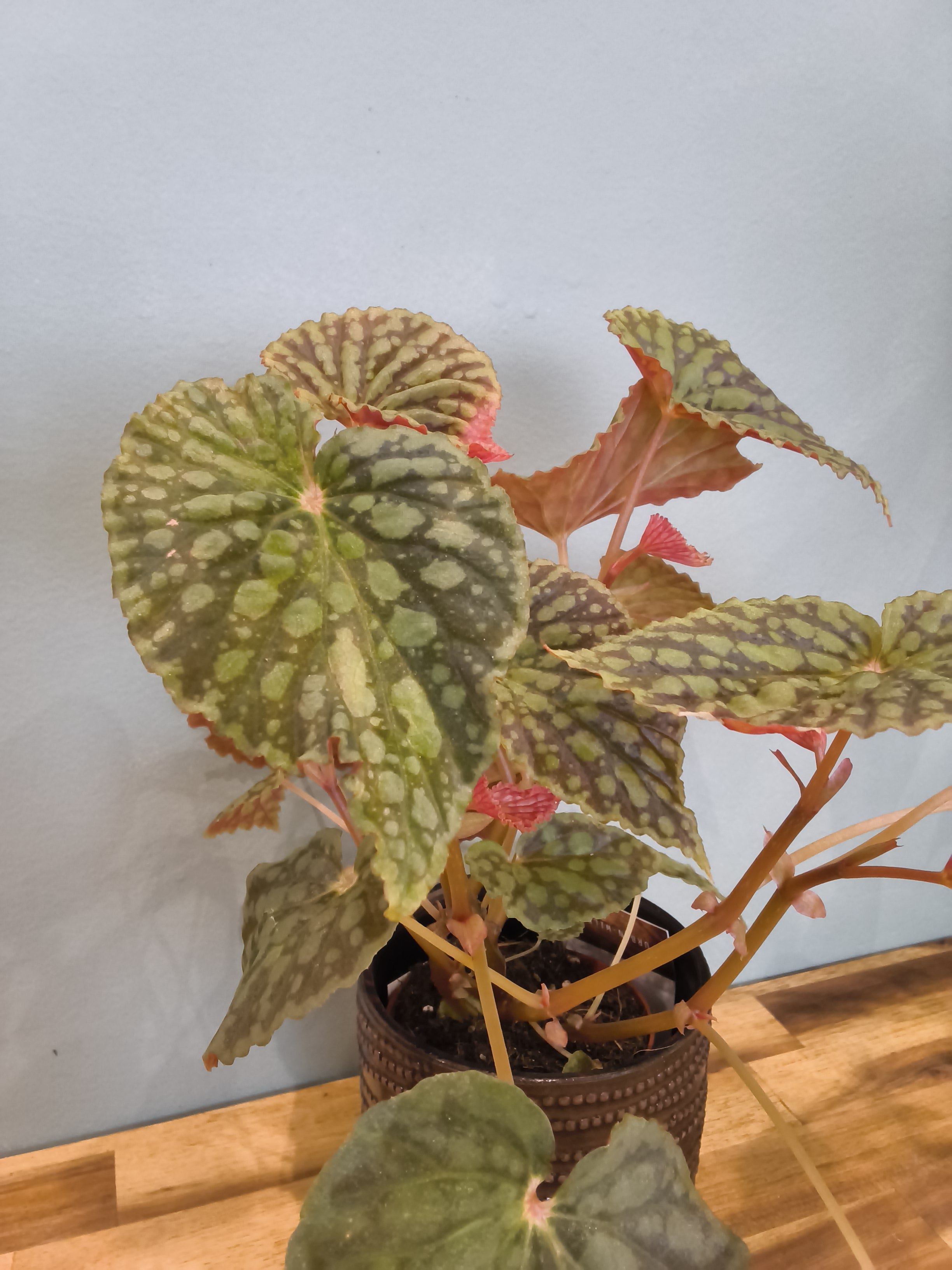 BEGONIA CHLOROSTICTA