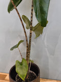 ALOCASIA ZEBRINA