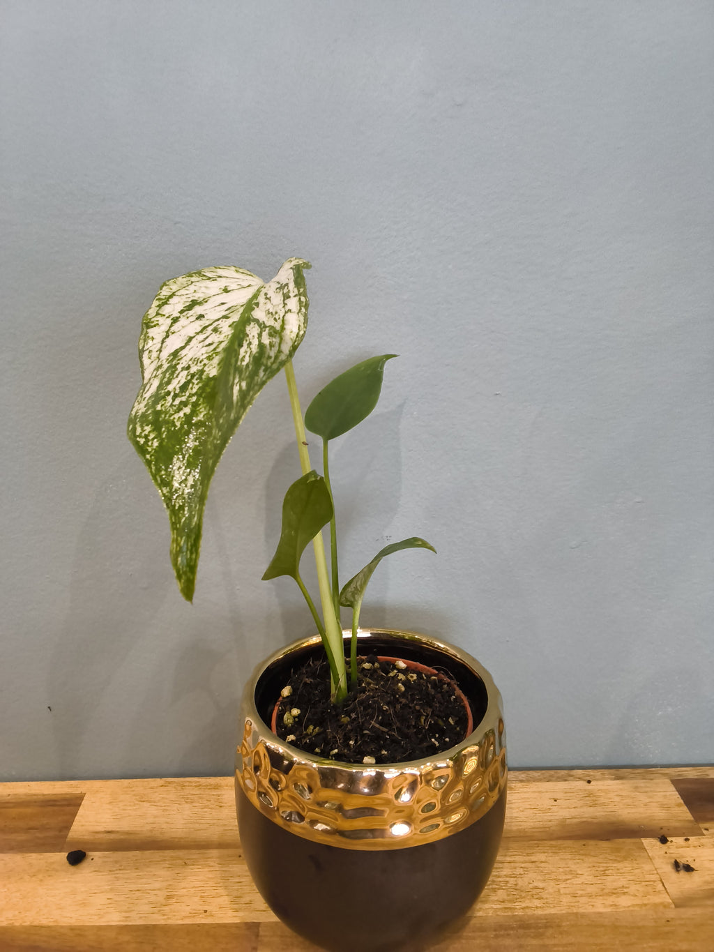 MONSTERA DEVIL MONSTER