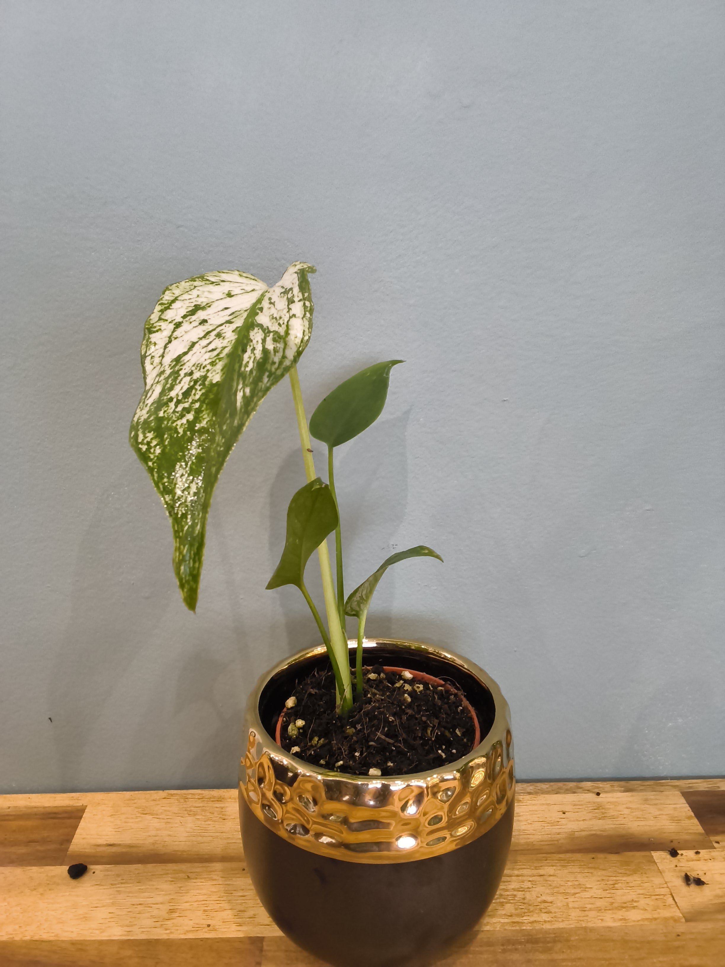 MONSTERA DEVIL MONSTER