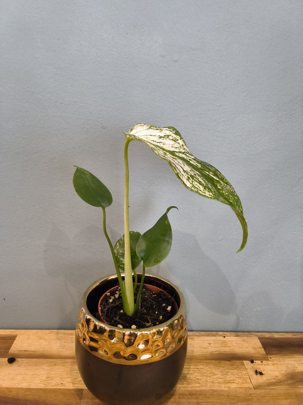 MONSTERA DEVIL MONSTER