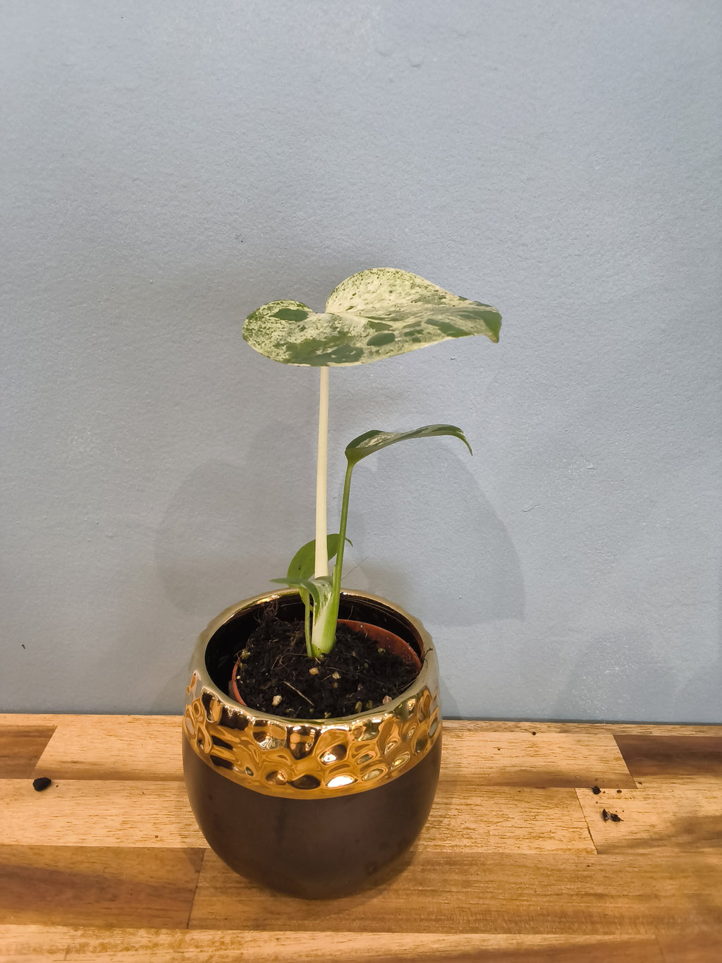 MONSTERA DELICIOSA BULBASAUR