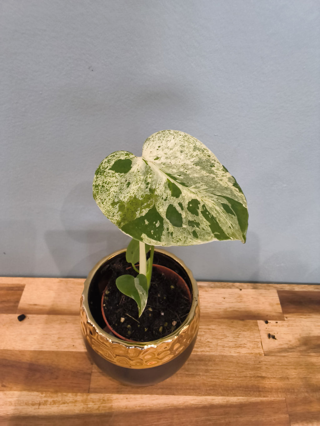 MONSTERA DELICIOSA BULBASAUR