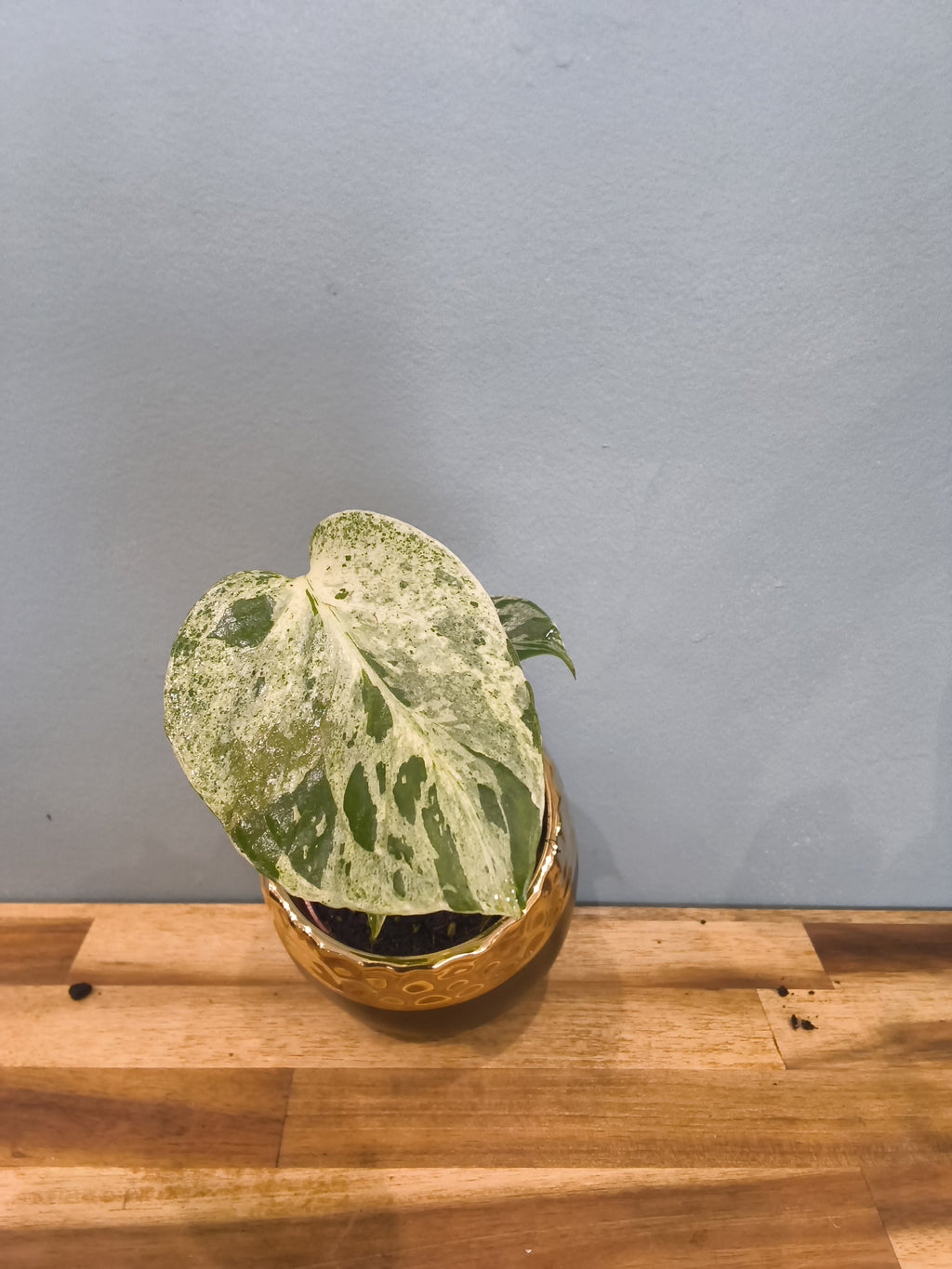 MONSTERA DELICIOSA BULBASAUR