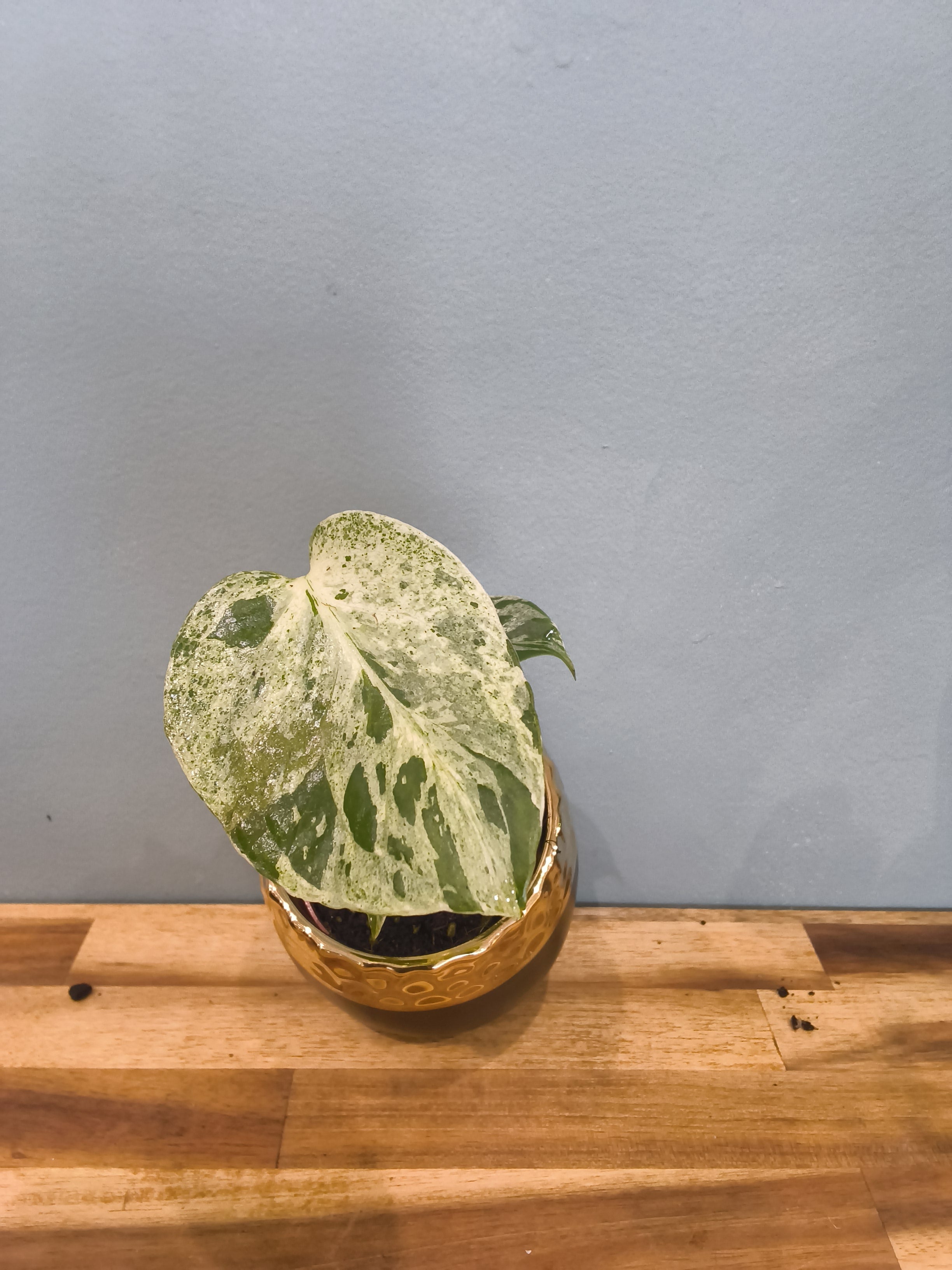 MONSTERA DELICIOSA BULBASAUR
