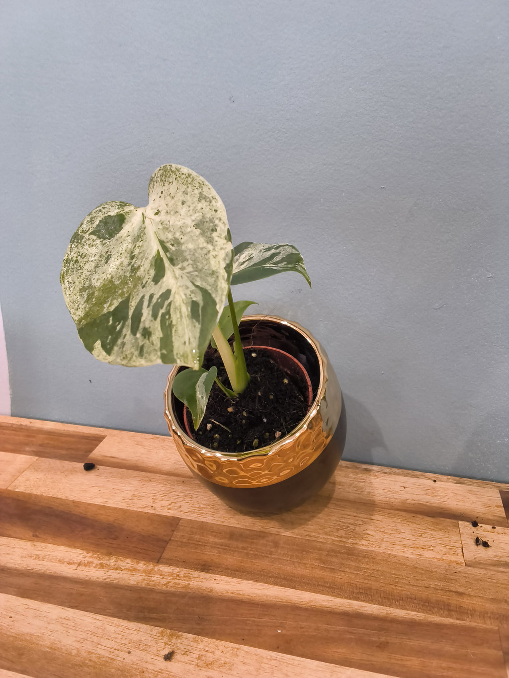 MONSTERA DELICIOSA BULBASAUR