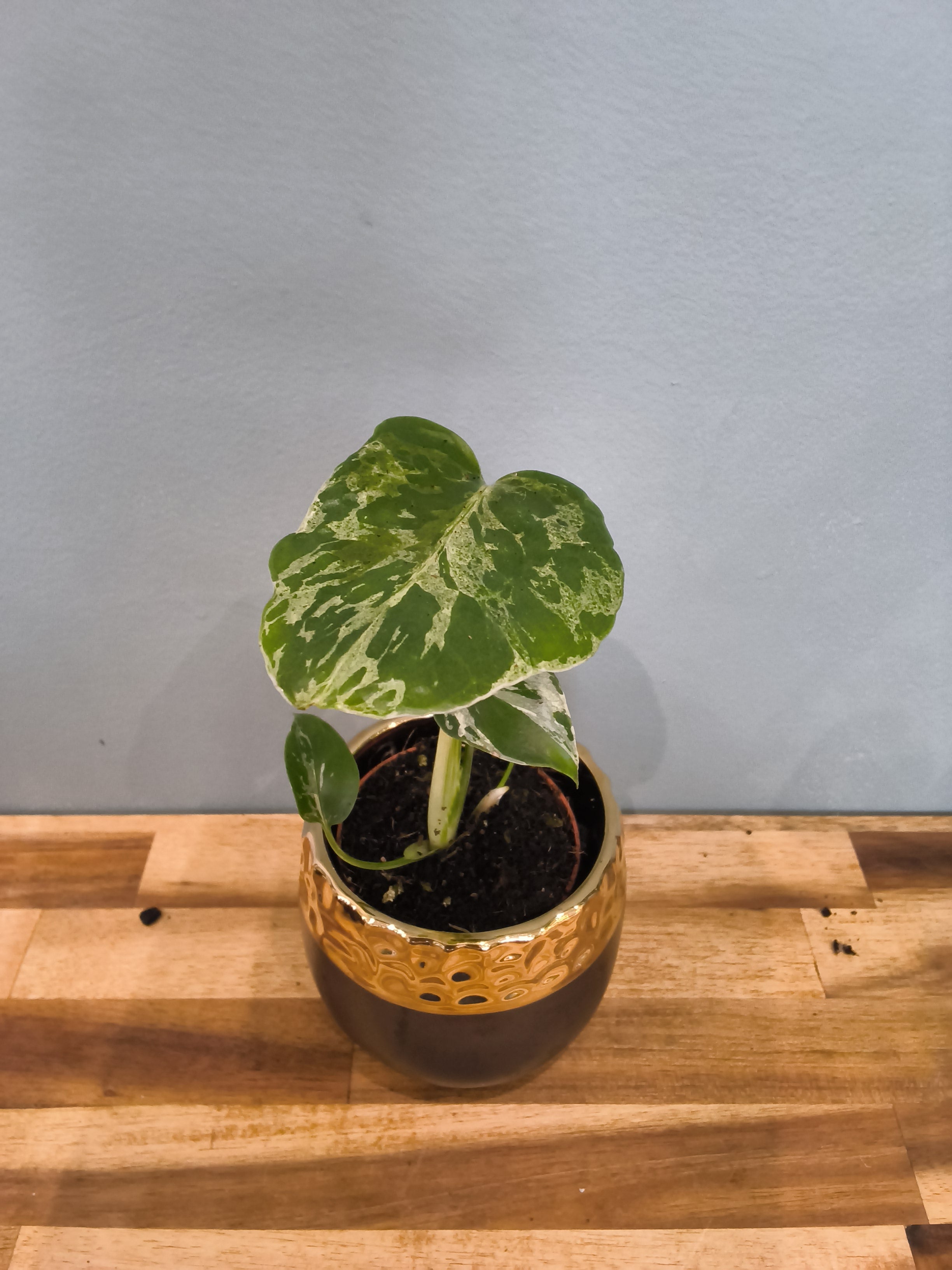 MONSTERA DELICIOSA BULBASAUR