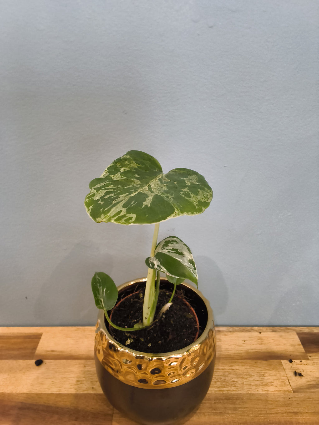 MONSTERA DELICIOSA BULBASAUR