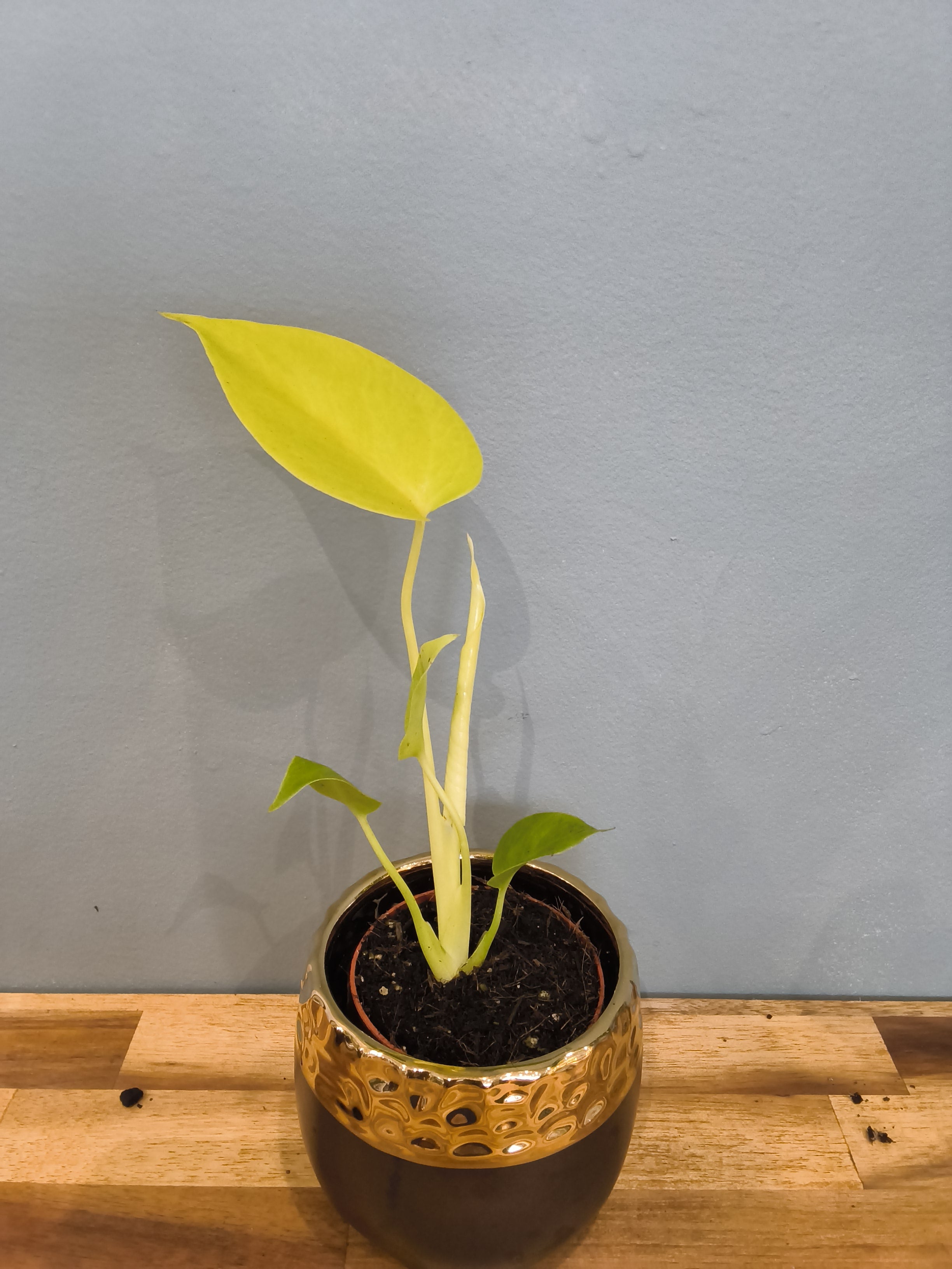 MONSTERA LIME BANANA