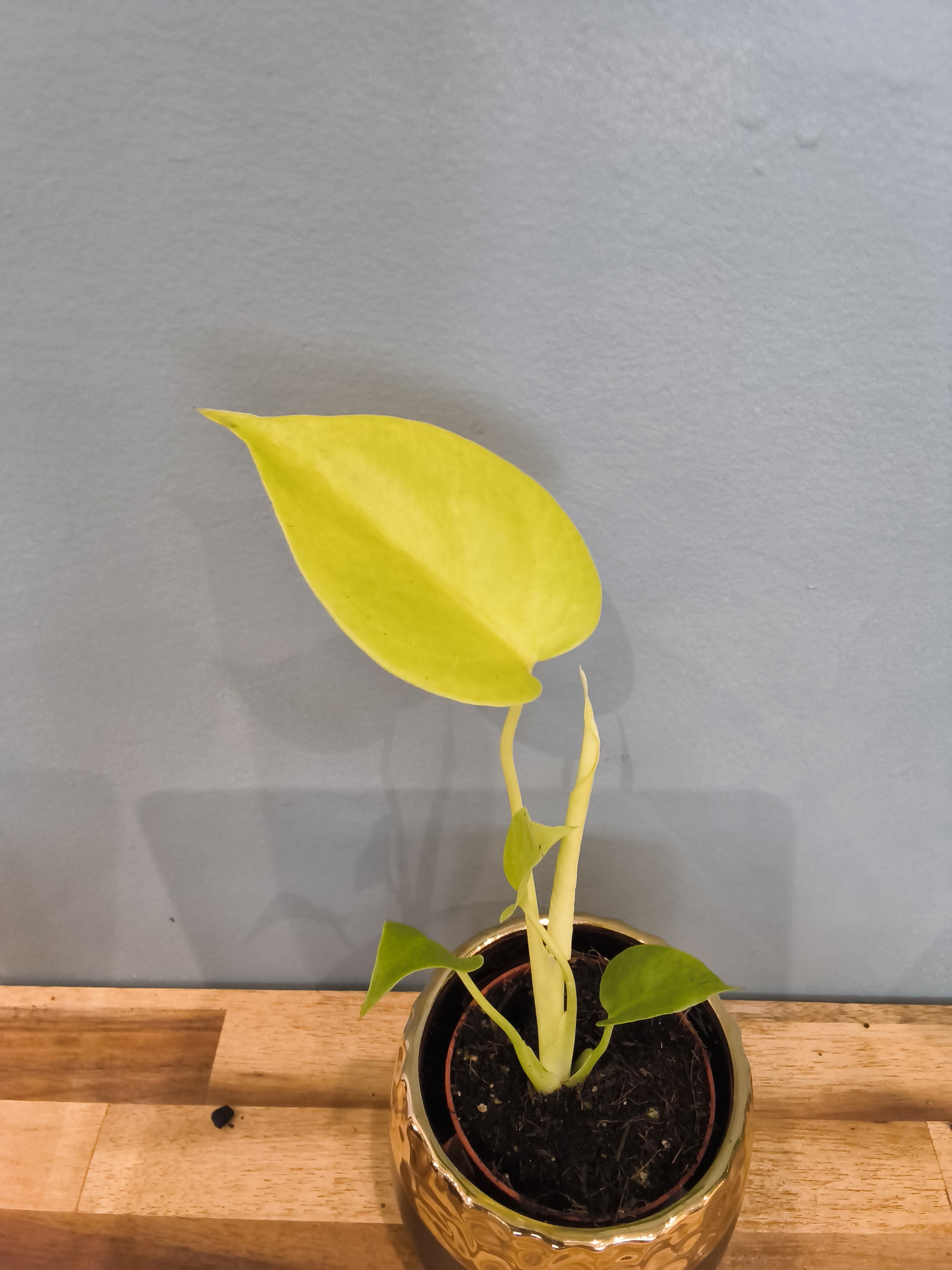 MONSTERA LIME BANANA