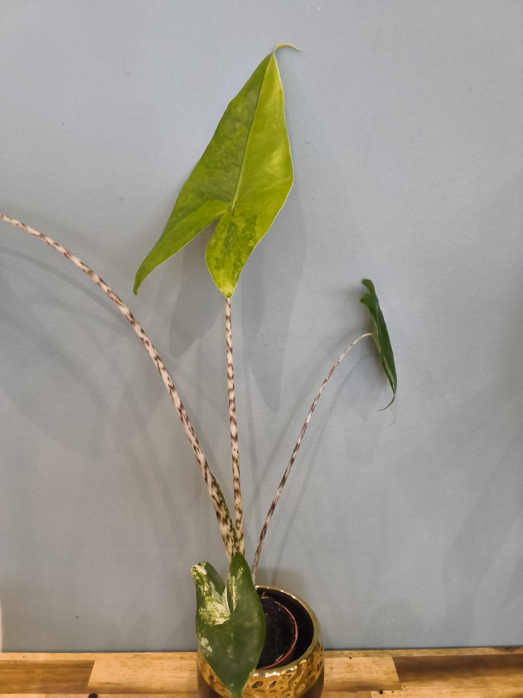 ALOCASIA ZEBRINA VARIEGATA