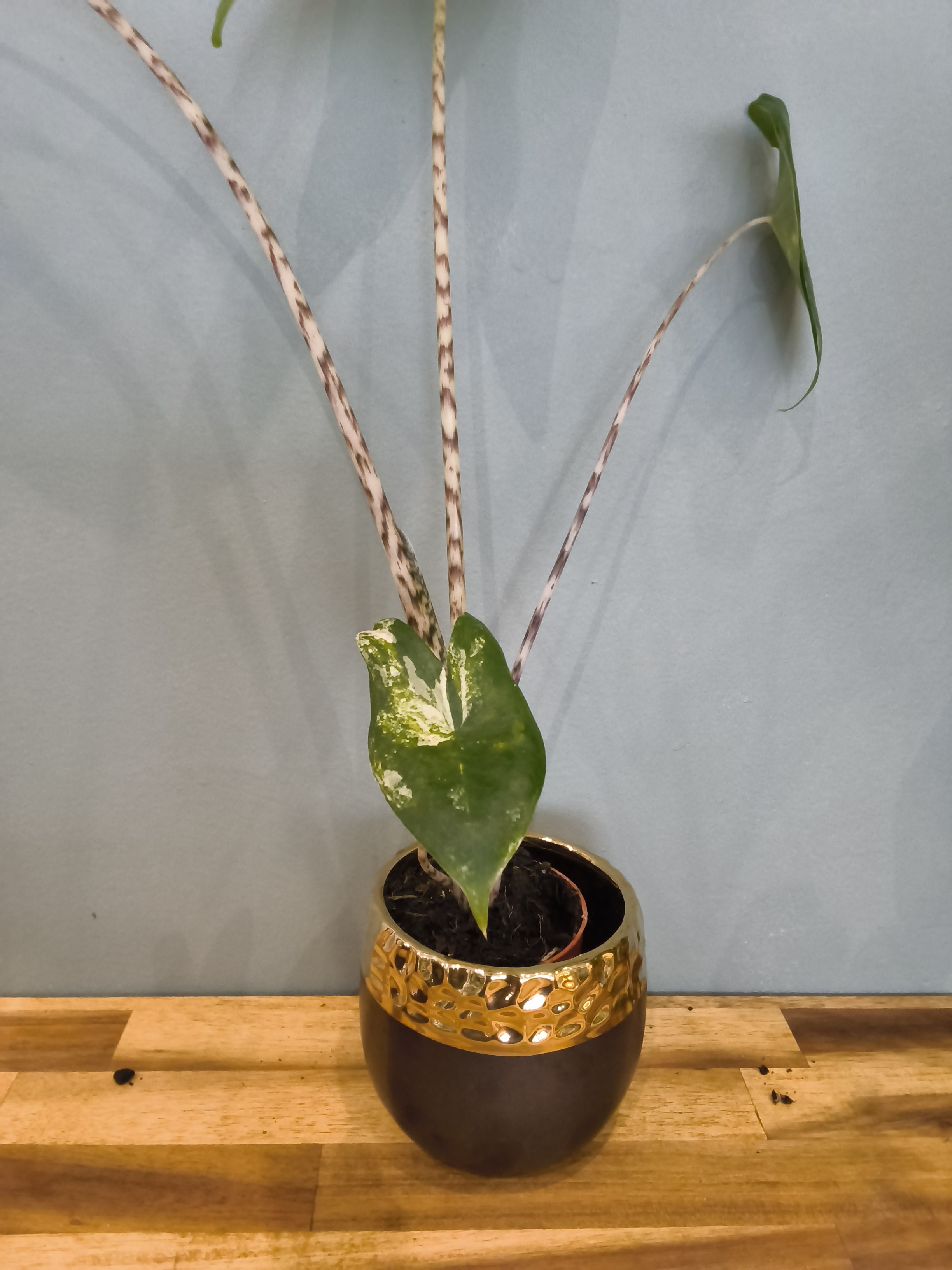 ALOCASIA ZEBRINA VARIEGATA