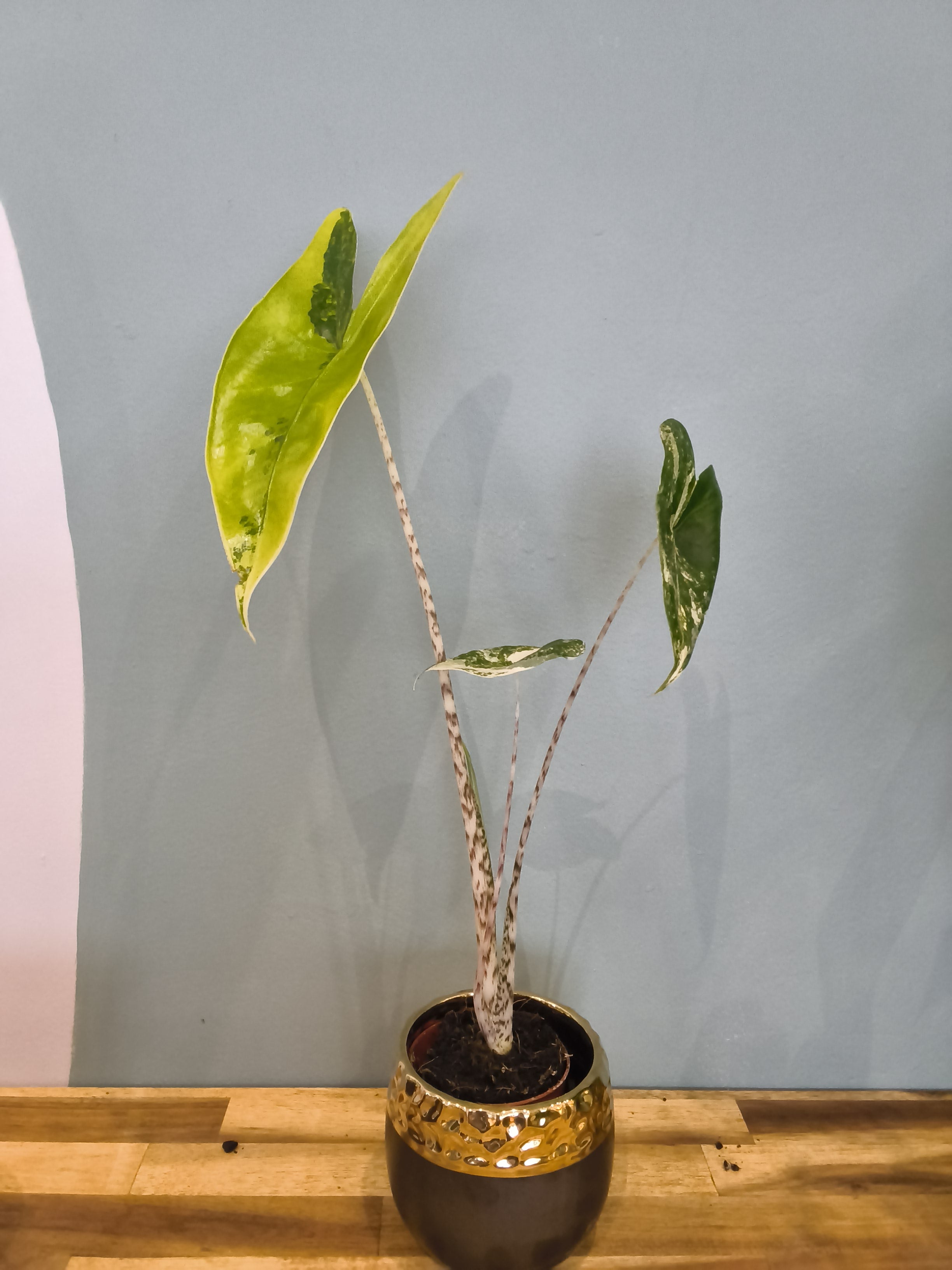 ALOCASIA ZEBRINA VARIEGATA