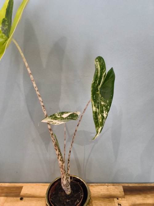 ALOCASIA ZEBRINA VARIEGATA