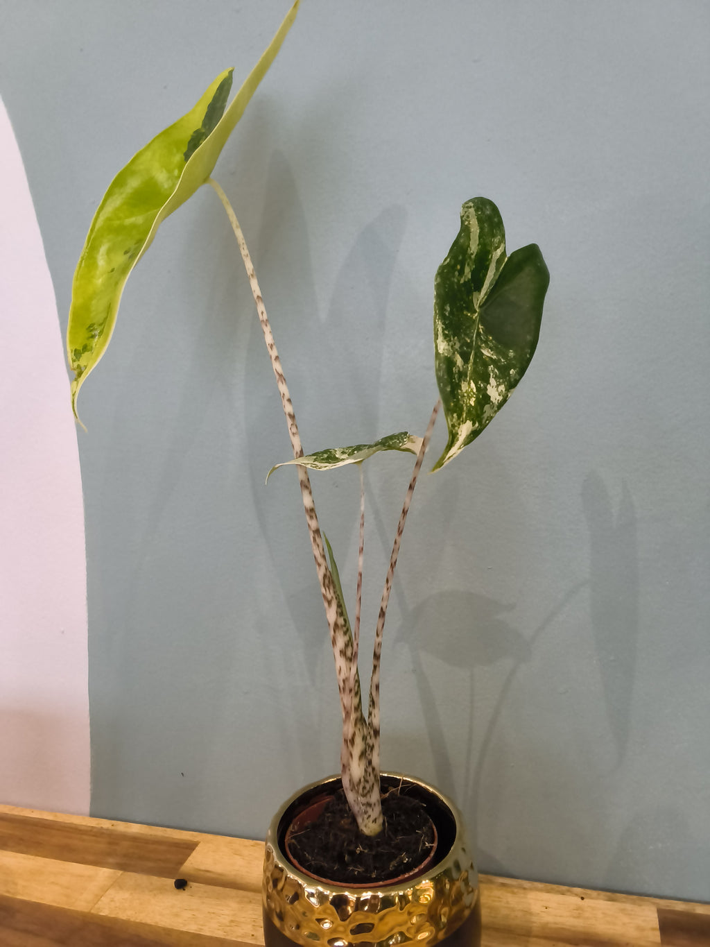 ALOCASIA ZEBRINA VARIEGATA