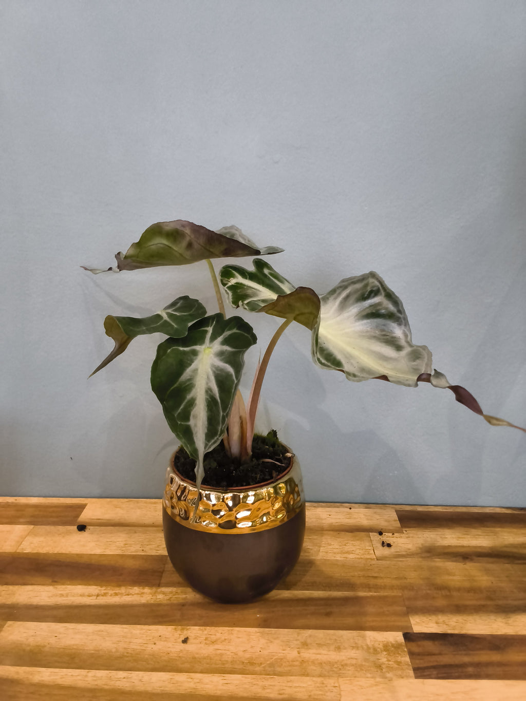 ALOCASIA VENOM