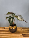 ALOCASIA VENOM