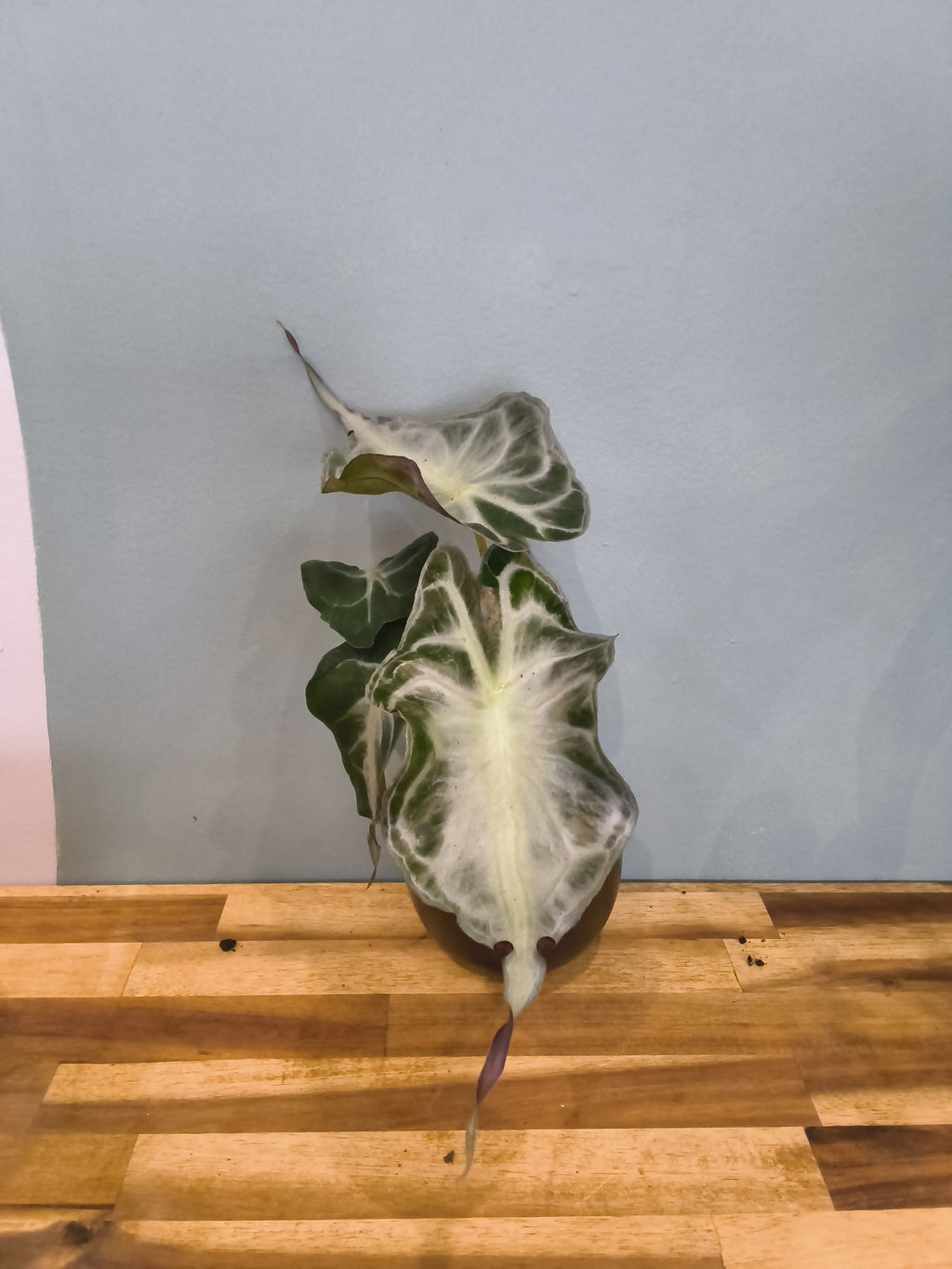 ALOCASIA VENOM