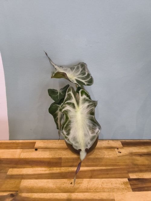 ALOCASIA VENOM