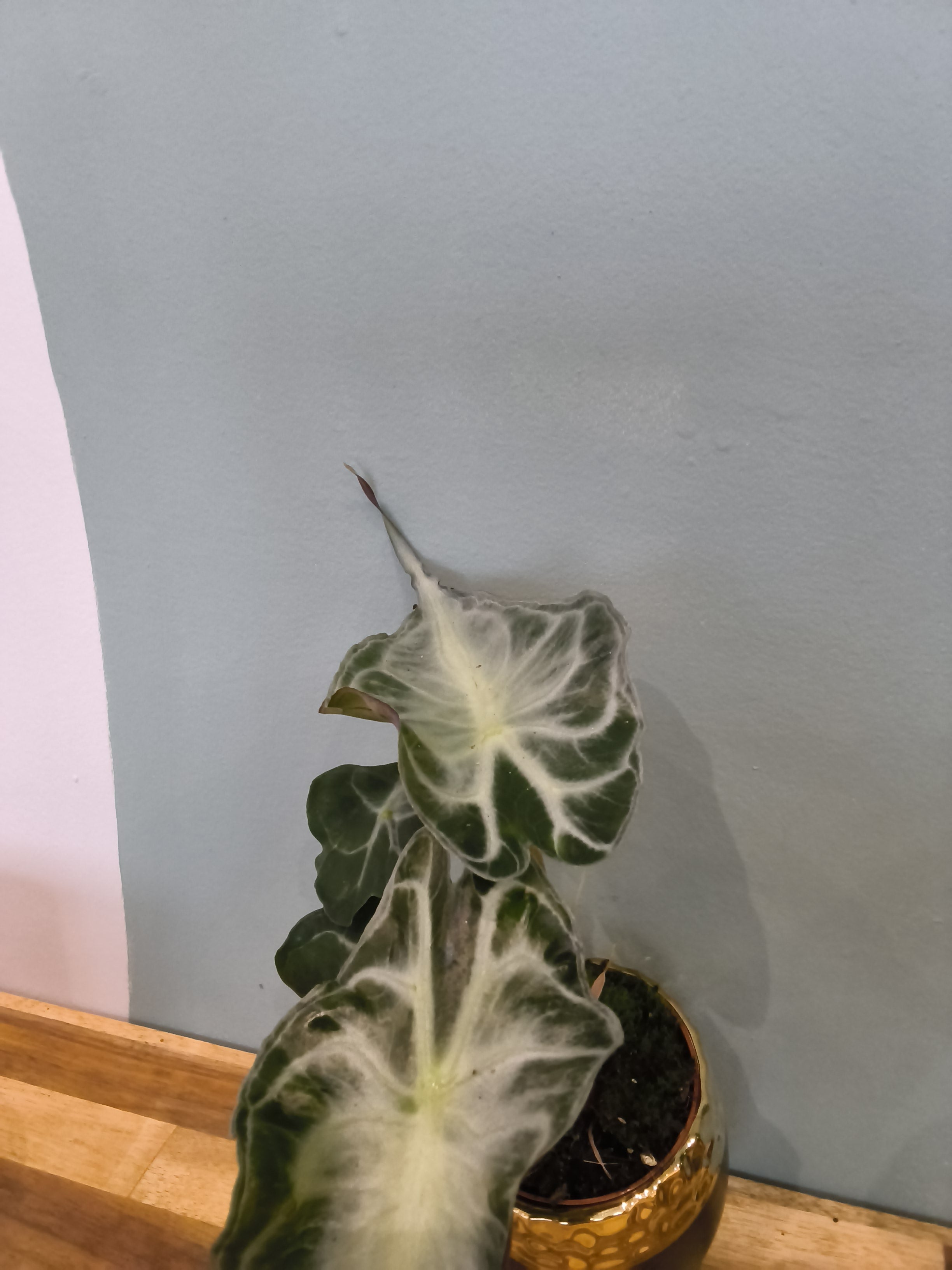 ALOCASIA VENOM