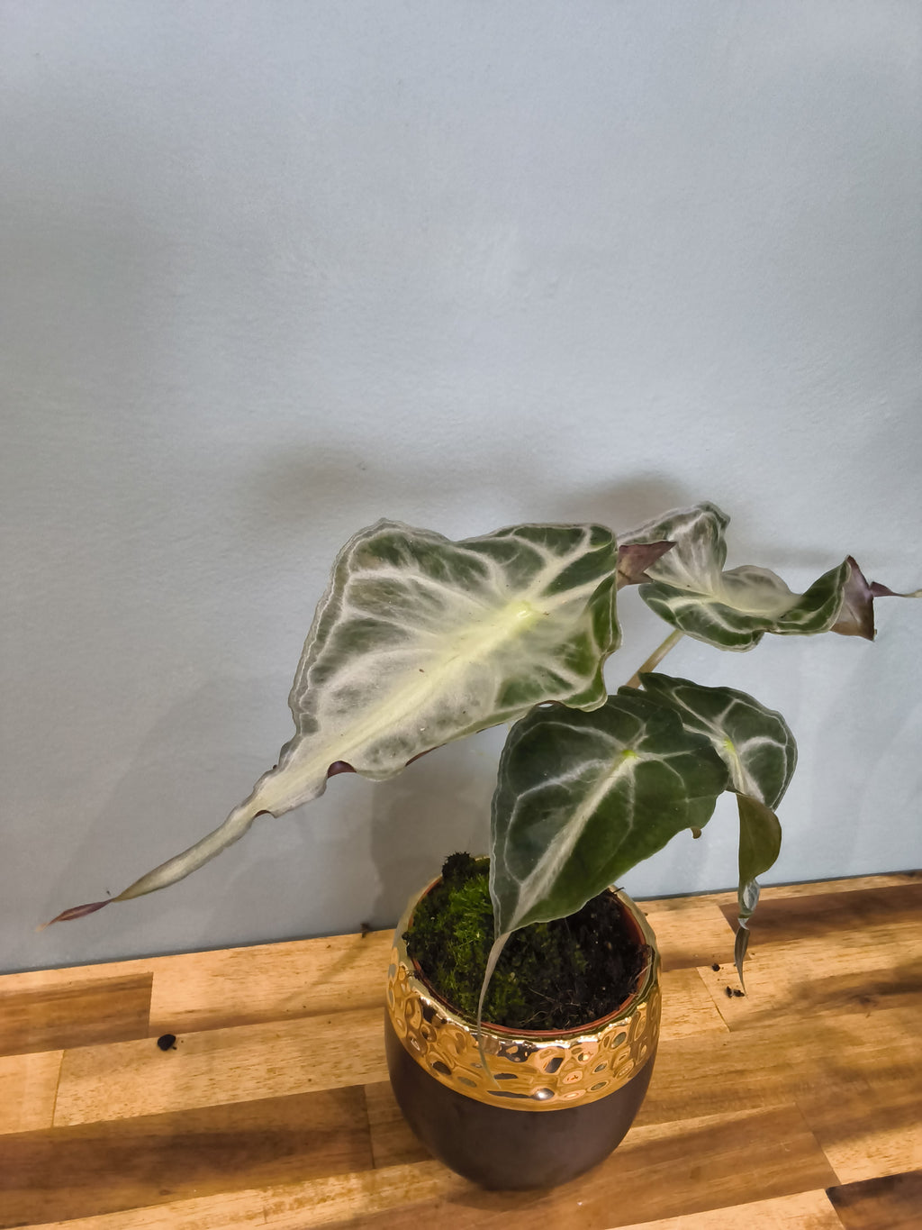 ALOCASIA VENOM