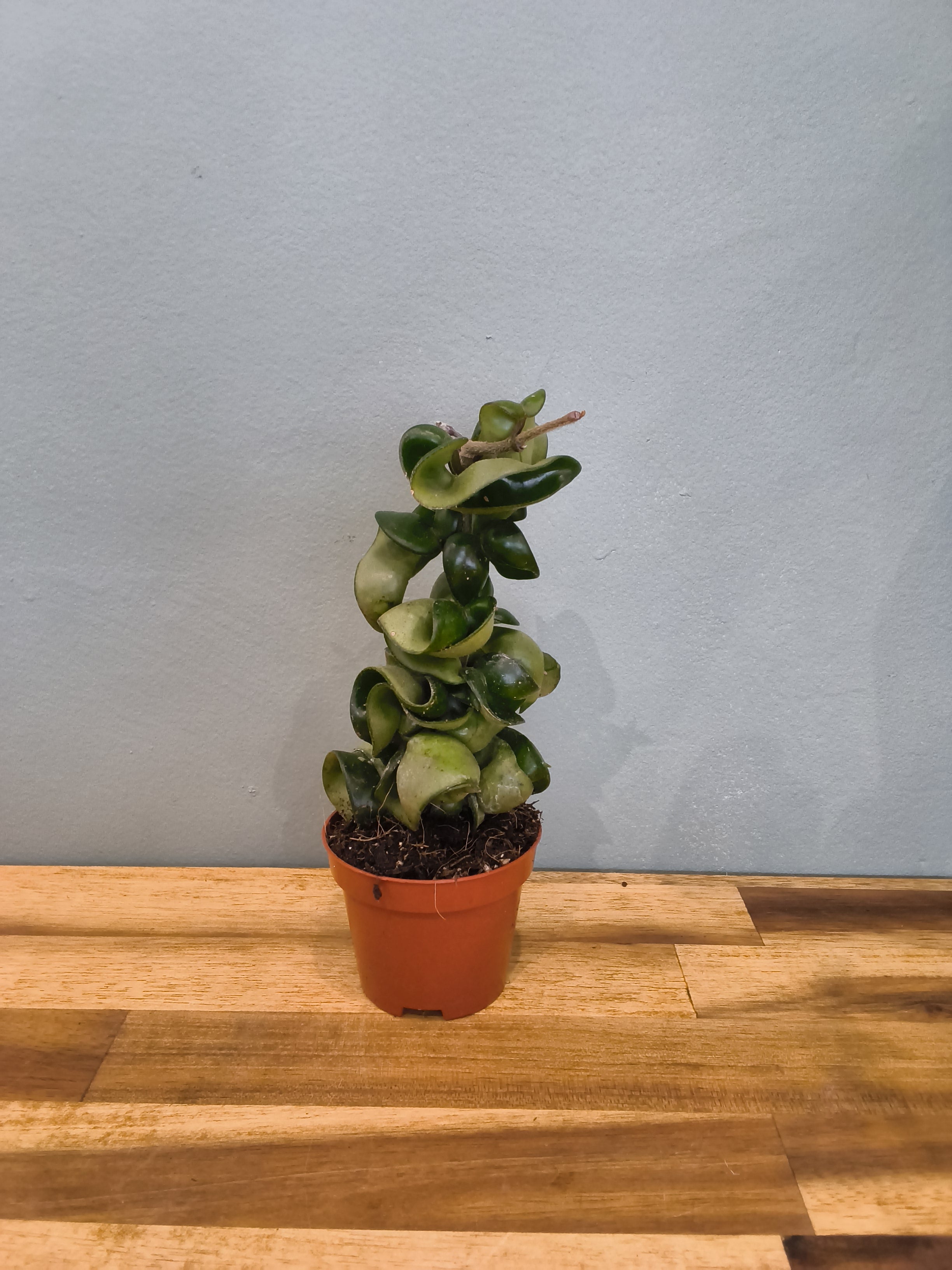 HOYA COMPACTA