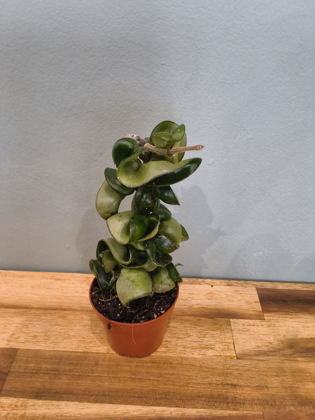 HOYA COMPACTA