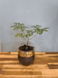 ADENIA PIERREIRI