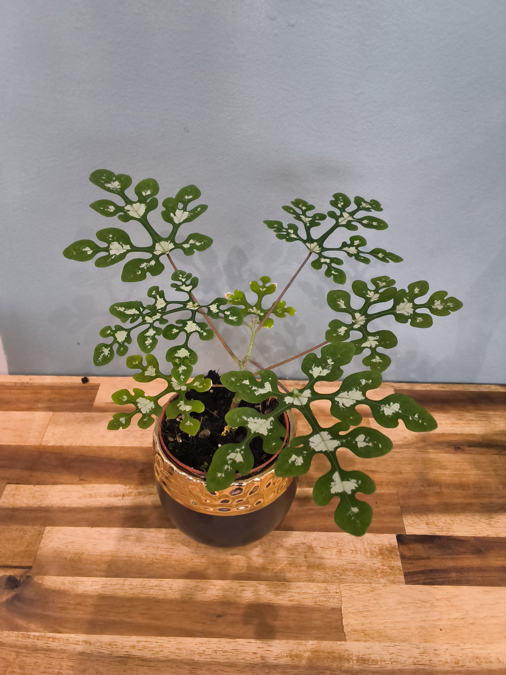 ADENIA PIERREIRI
