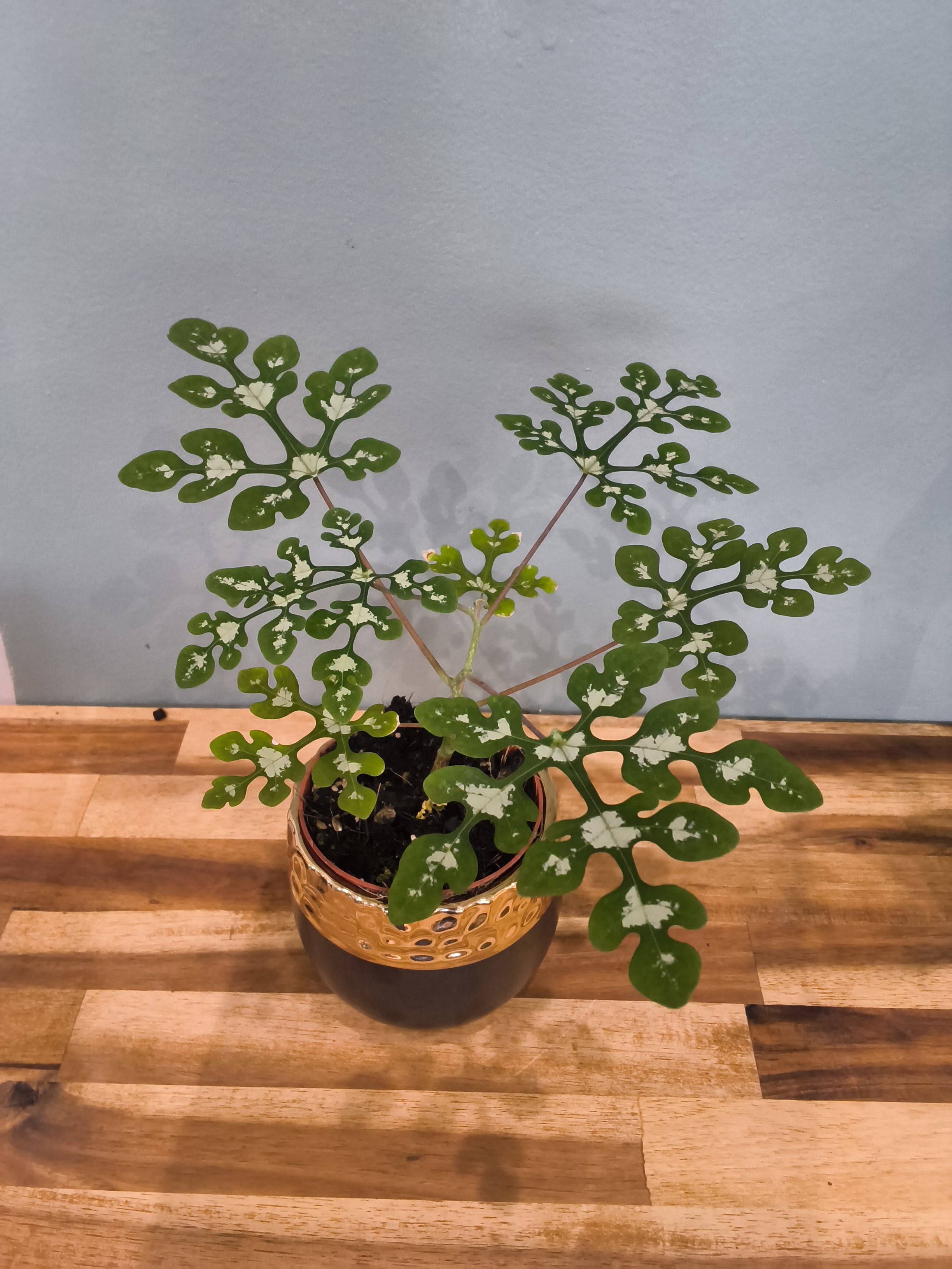 ADENIA PIERREIRI