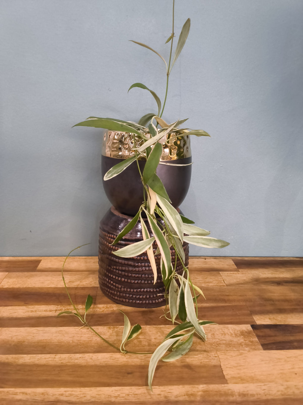 Hoya tsangii Albomarginata