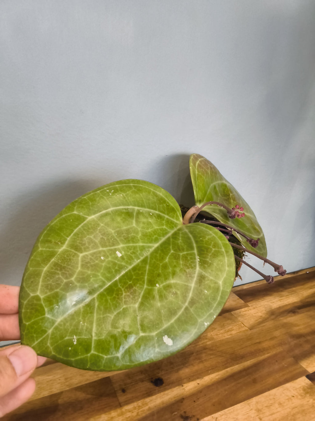 HOYA SARAWAK CREAM