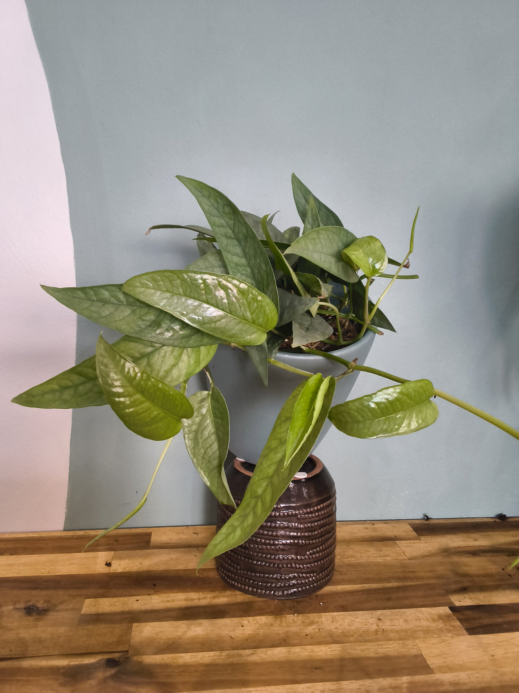 EIPREMNUM PINNATUM CEBU BLUE