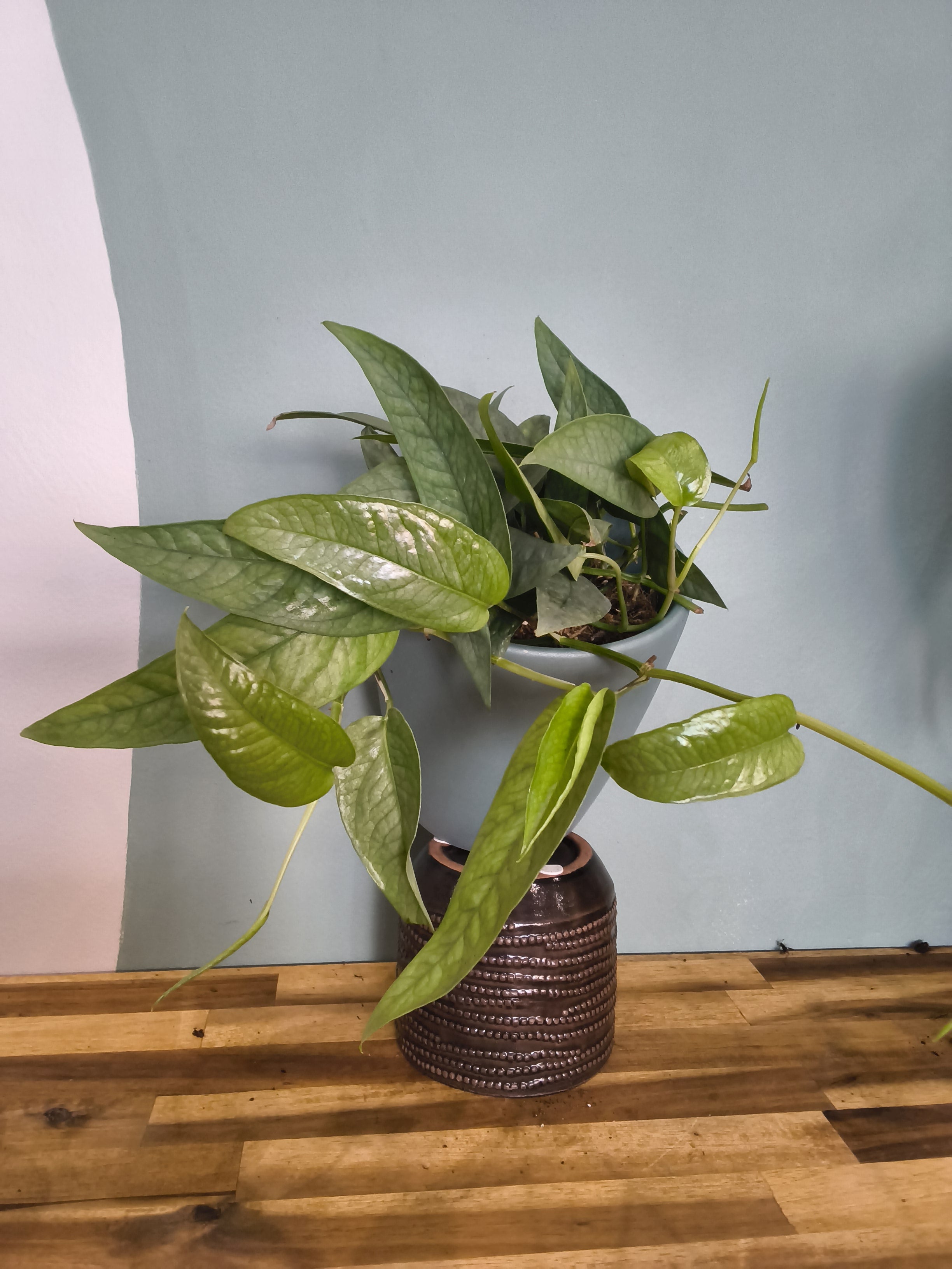 EIPREMNUM PINNATUM CEBU BLUE