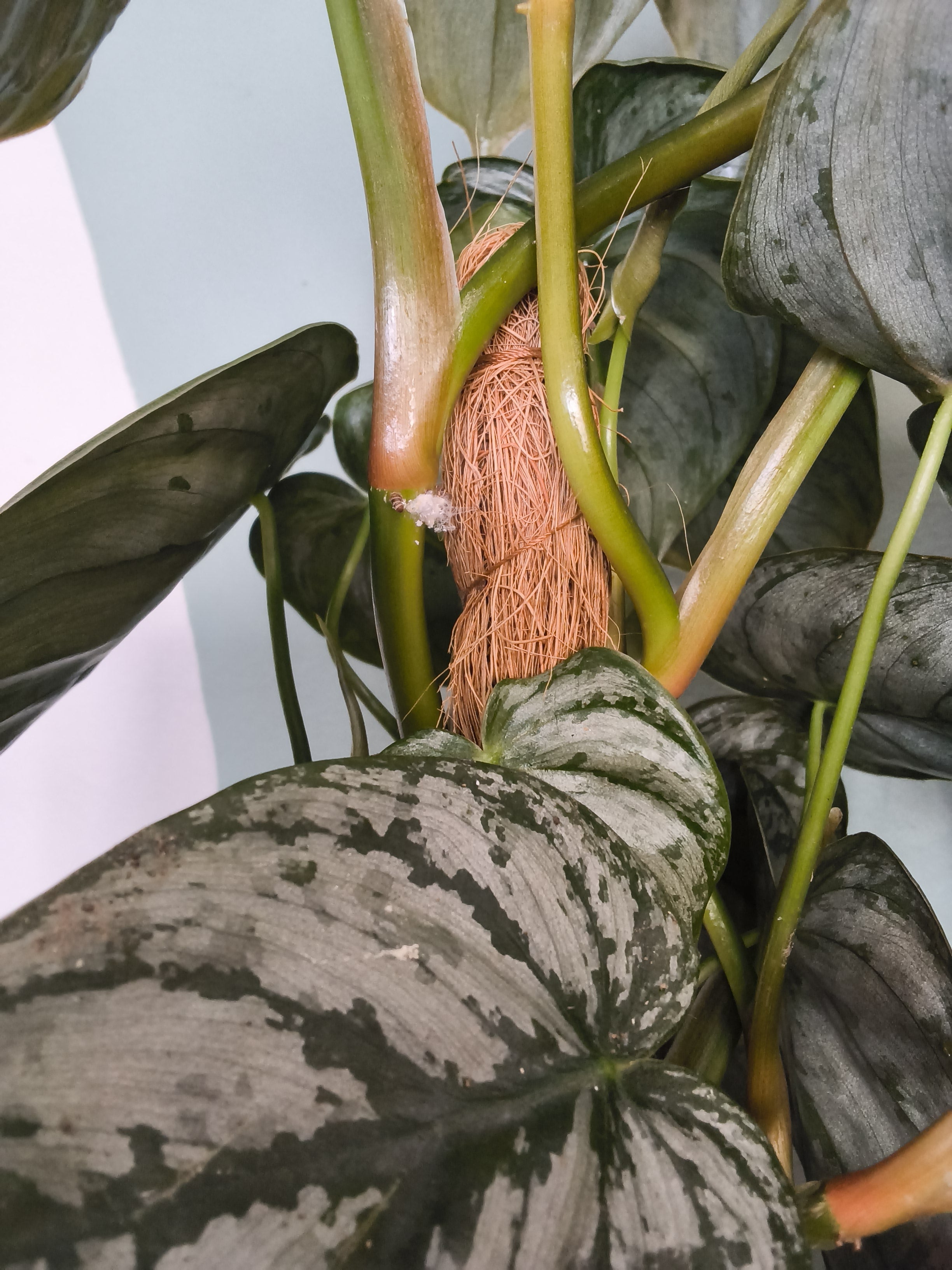 PHILODENDRON BRANDTIANUM