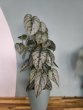 PHILODENDRON BRANDTIANUM