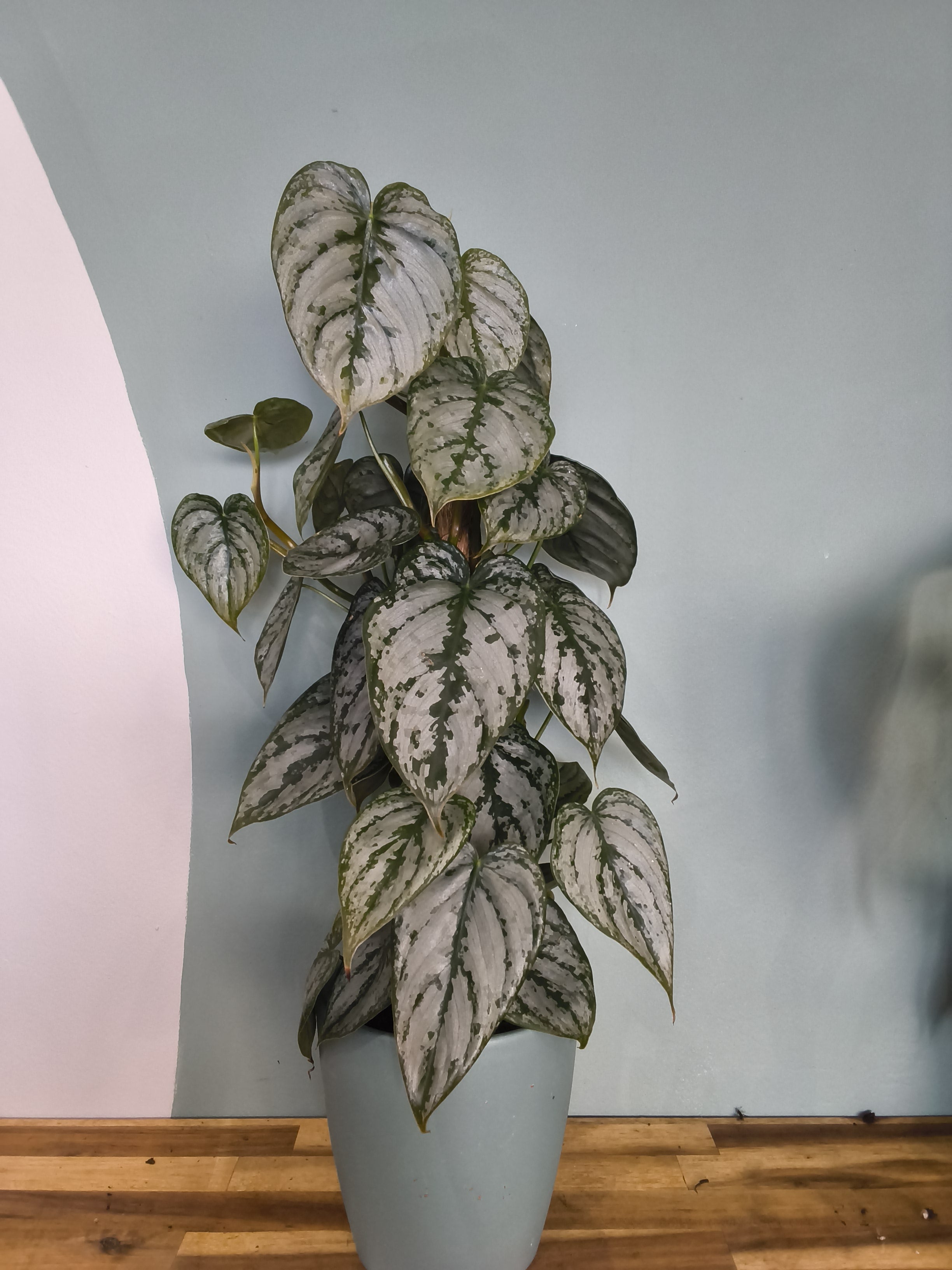 PHILODENDRON BRANDTIANUM