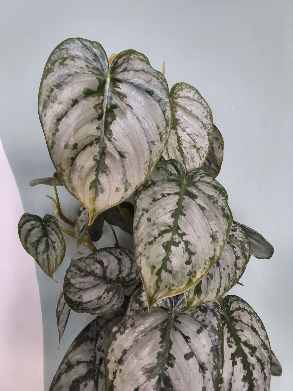 PHILODENDRON BRANDTIANUM