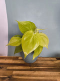 PHLODENDRON LEMON LIME