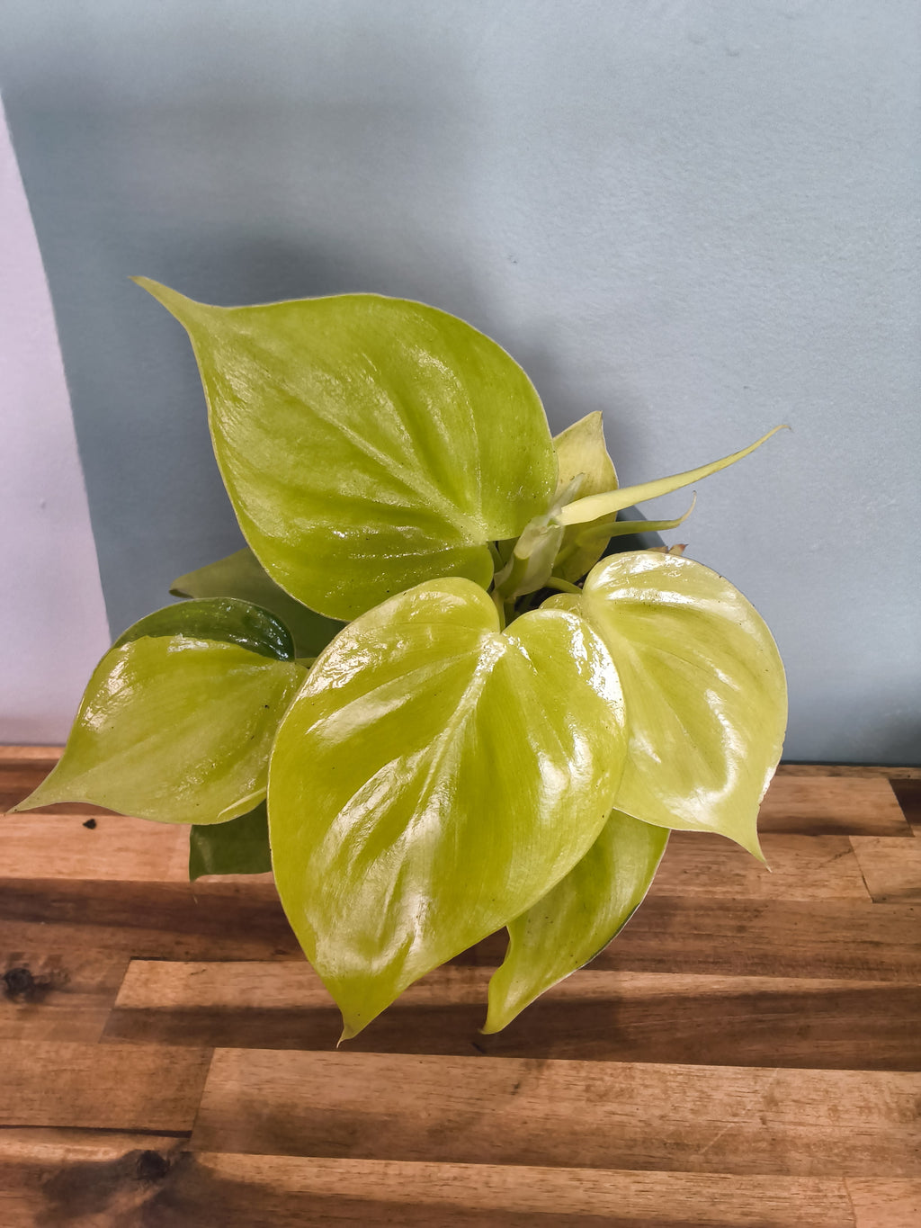 PHLODENDRON LEMON LIME