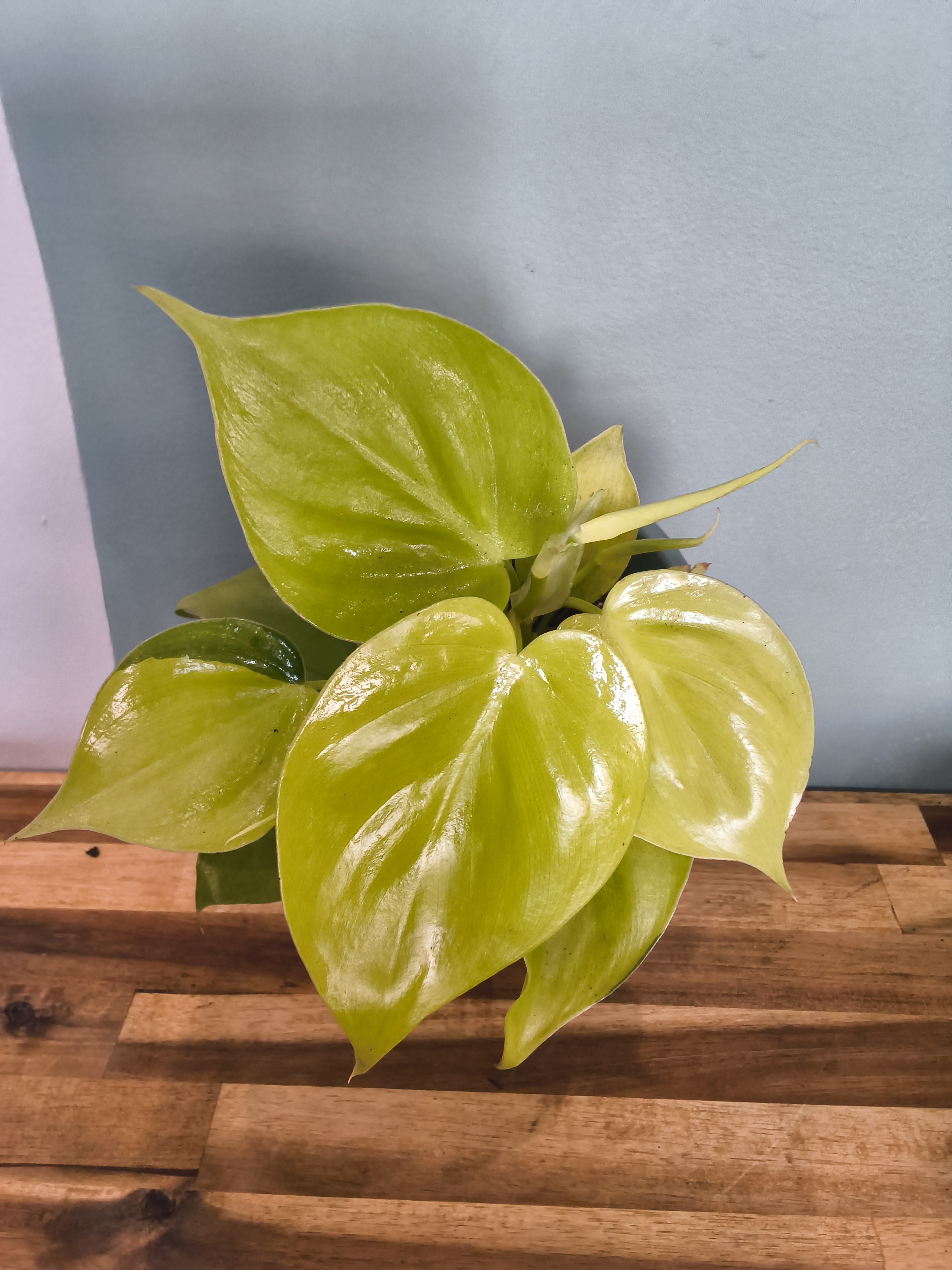 PHLODENDRON LEMON LIME
