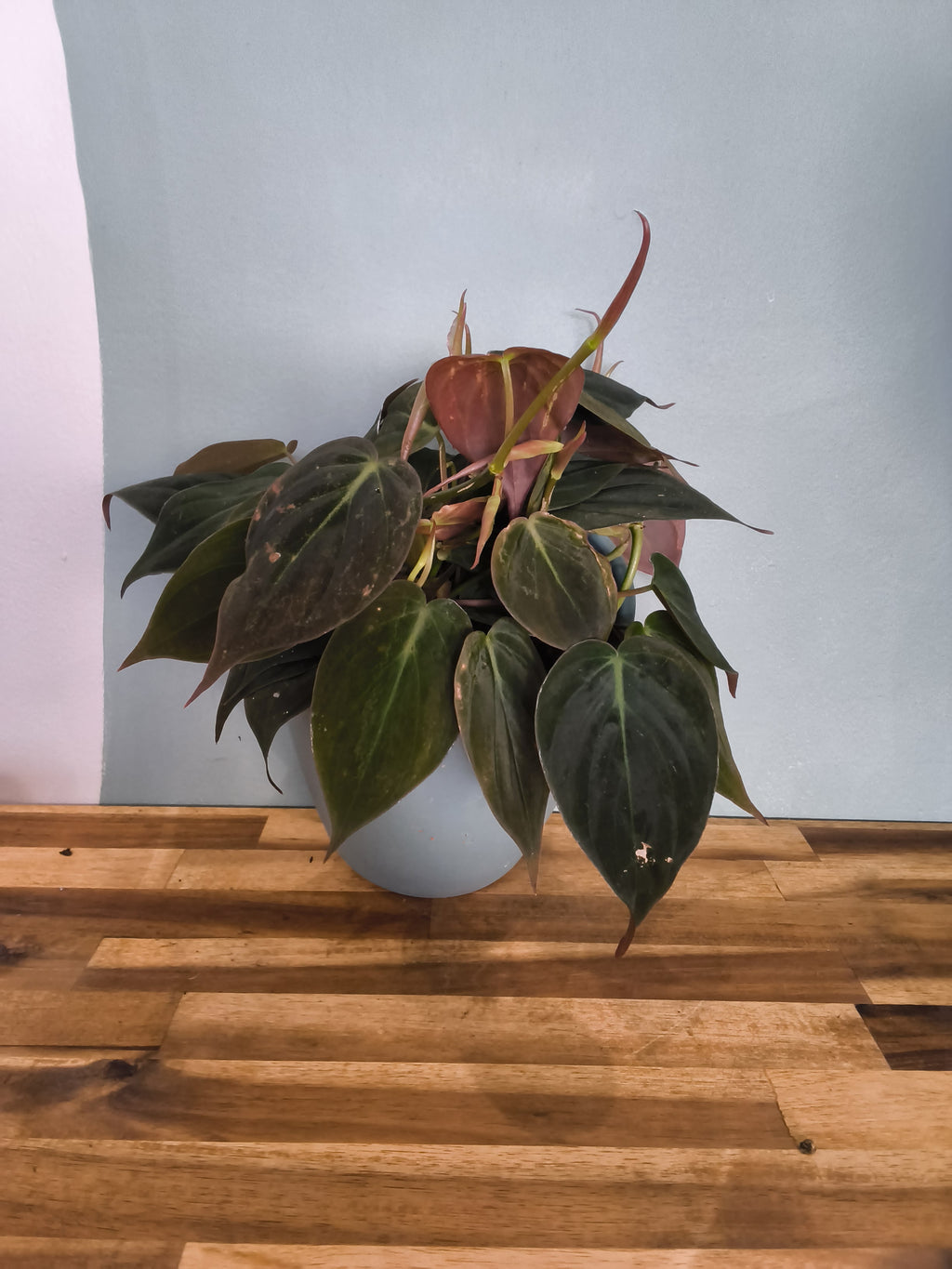 PHILODENDRON MICANS