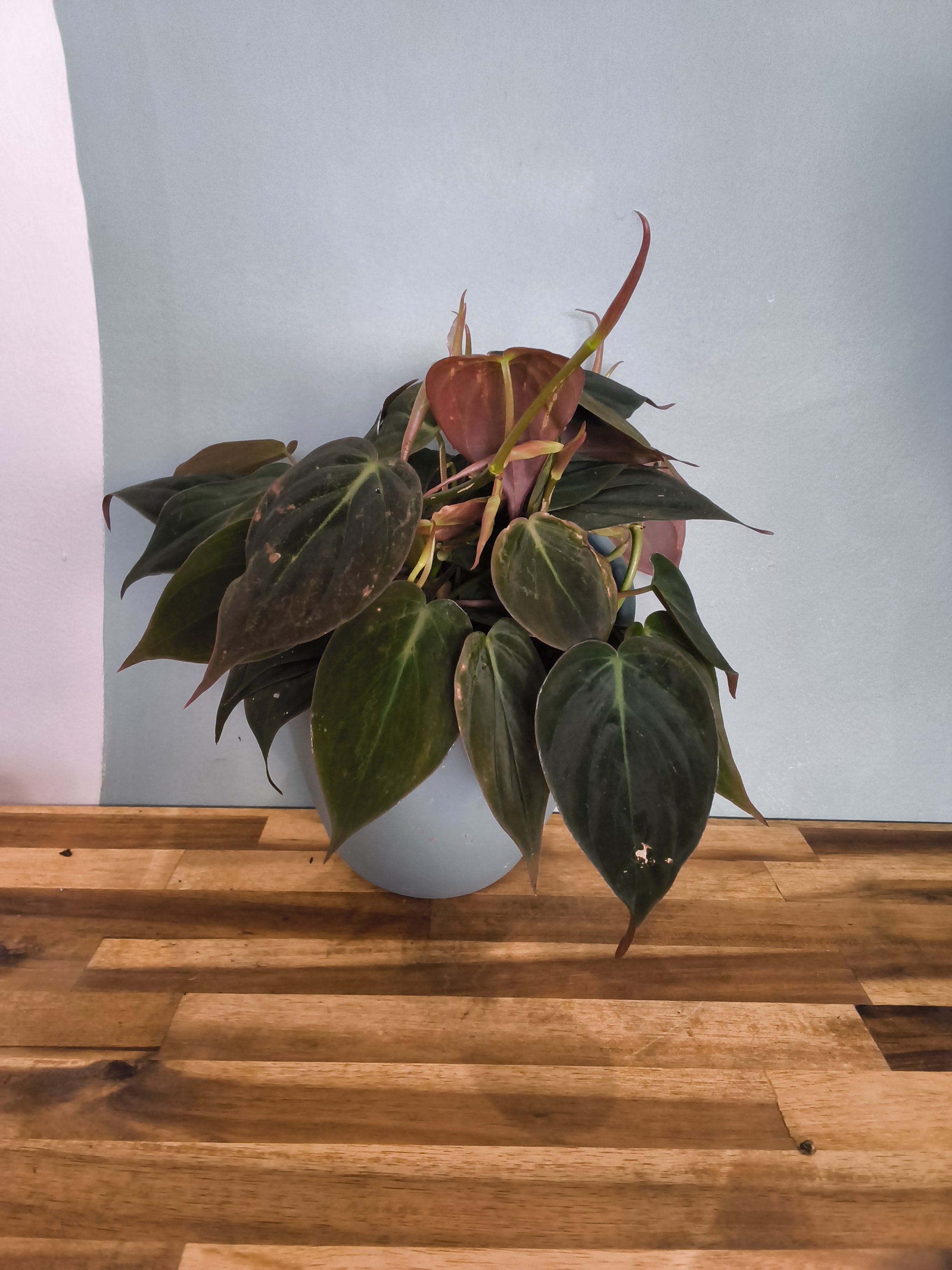 PHILODENDRON MICANS