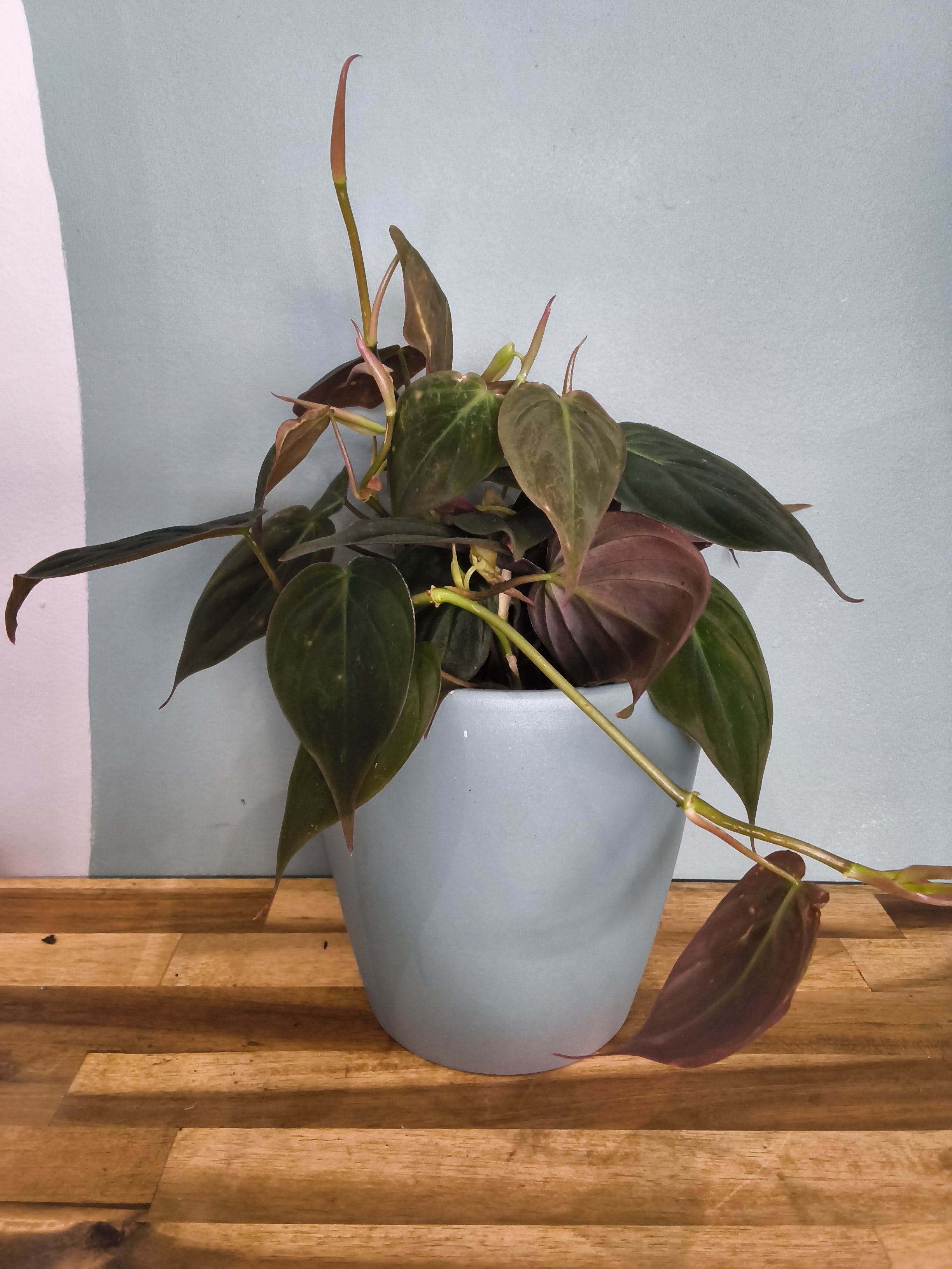 PHILODENDRON MICANS