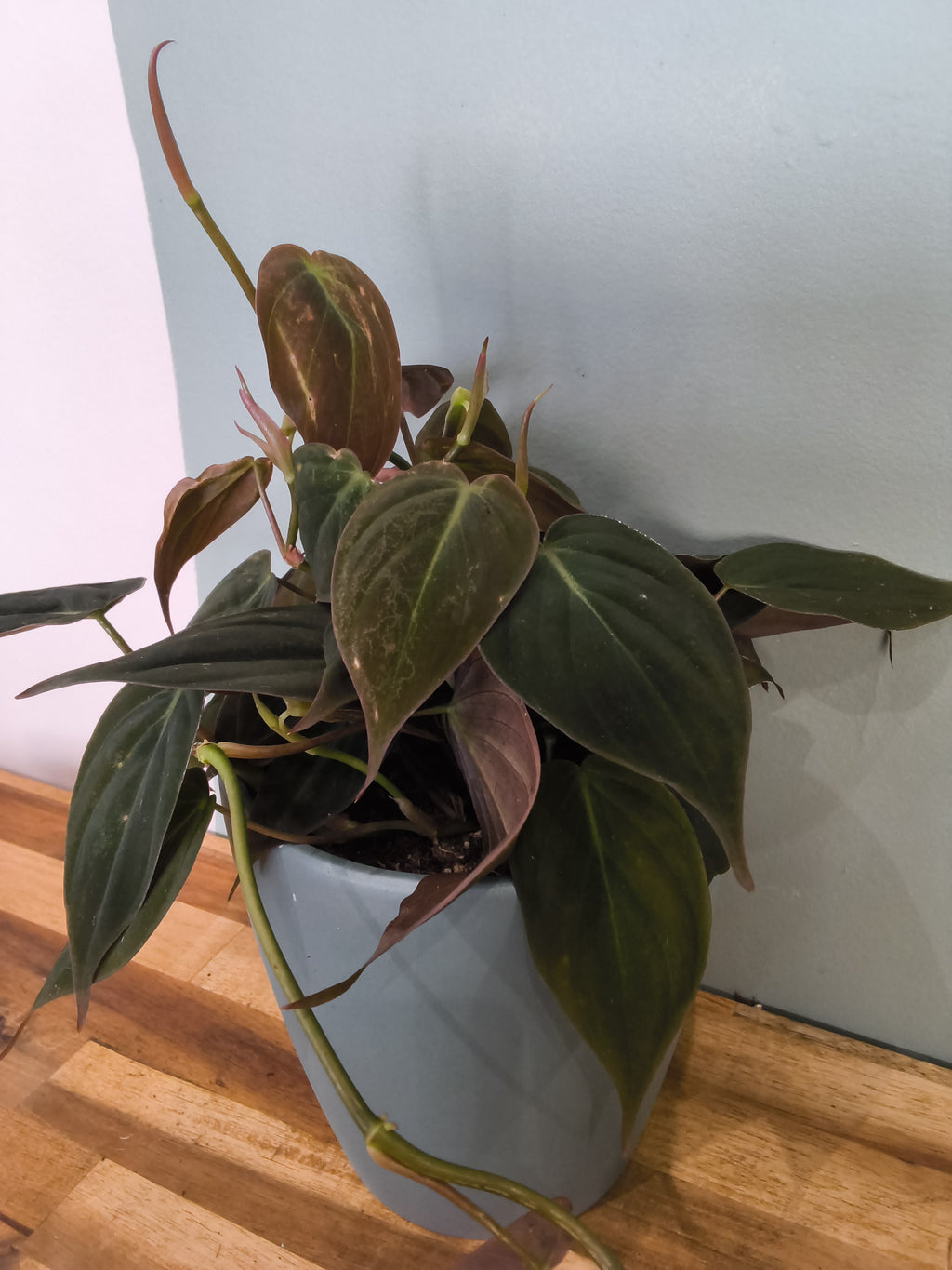 PHILODENDRON MICANS