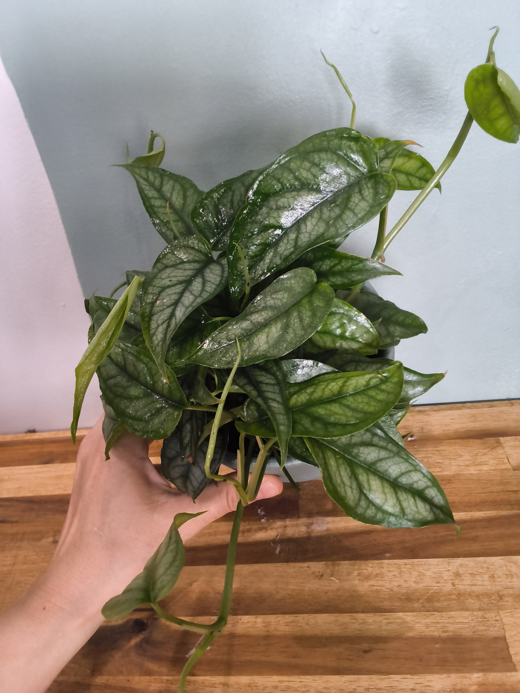 MONSTERA SILTEPECANA