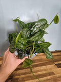 MONSTERA SILTEPECANA