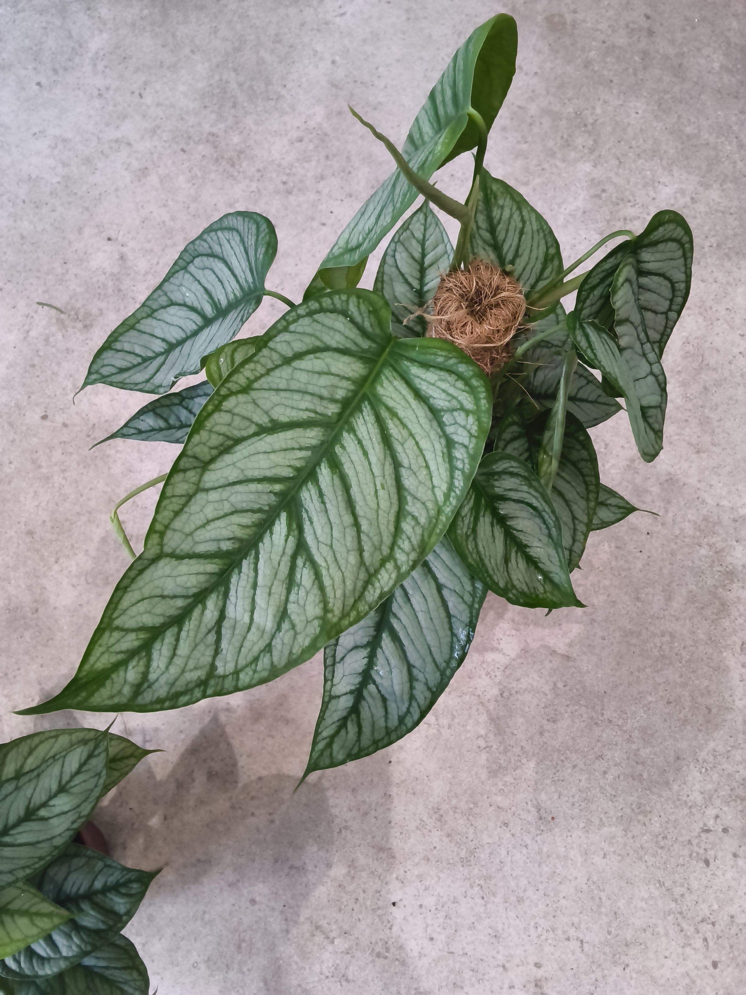 MONSTERA SILTEPECANA EL SALVADOR